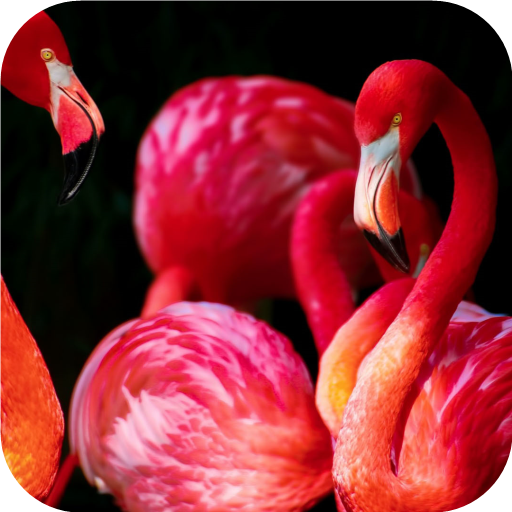 Flamingo. Birds Wallpapers icon