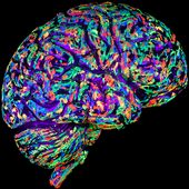 Animal Match Brain Game icon