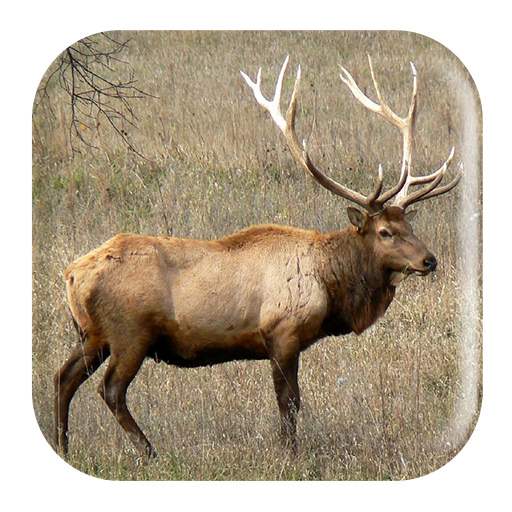 Elk Sounds icon