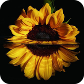 HD Background Flower Wallpaper icon