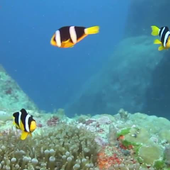 Nature Live Walpaper 76 icon