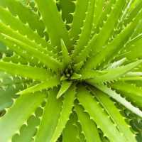 Aloevera Ke Fayde on 9Apps