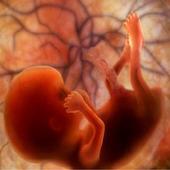 Pregnancy Stages icon