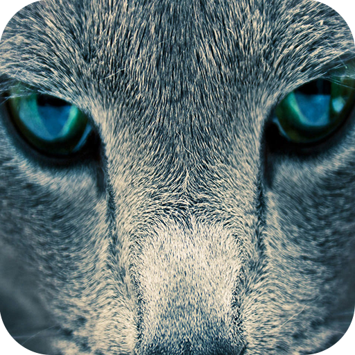 Wallpaper For I Phone أيقونة