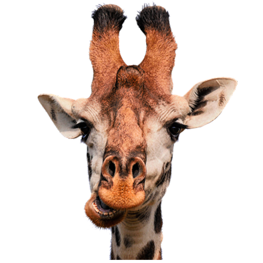 🐶Animated Animals Stickers🐱🐘🦒 - WAStickerApps icon