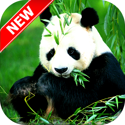 Panda Wallpaper - Cute Panda Wallpapers 🐼 icon