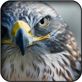 Falcon wallpapers icon