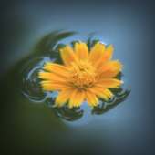 Slow flower Atom theme on 9Apps