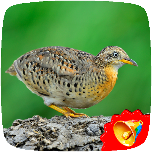 Buttonquail Sounds icon