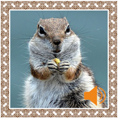 Chipmunk Sounds icon