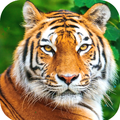 Tiger Wallpaper HD icon