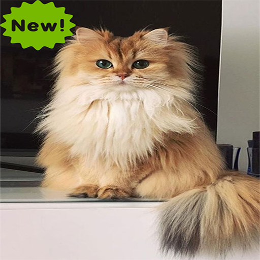 Cat Wallpaper HD 4K icon