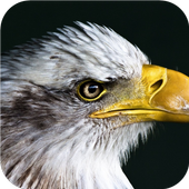 Eagle. Birds Live Wallpapers icon