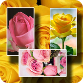 Rose Wallpaper icon