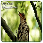 Thrush Bird Sound icon