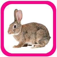 Учим животные для малышей on 9Apps