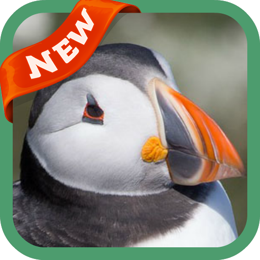 Puffin Wallpaper أيقونة