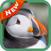 Puffin Wallpaper on 9Apps