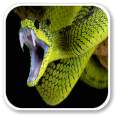 Snake Sounds icon