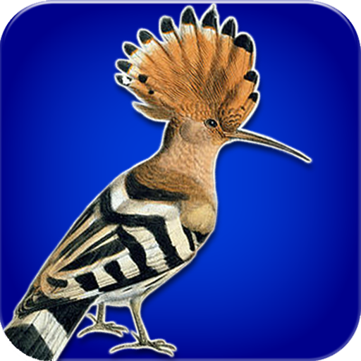 هدهد أيقونة