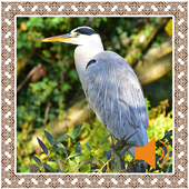 Heron Birds Sounds icon
