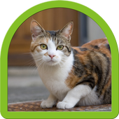 Cat Puzzle - Kitten For Kids icon