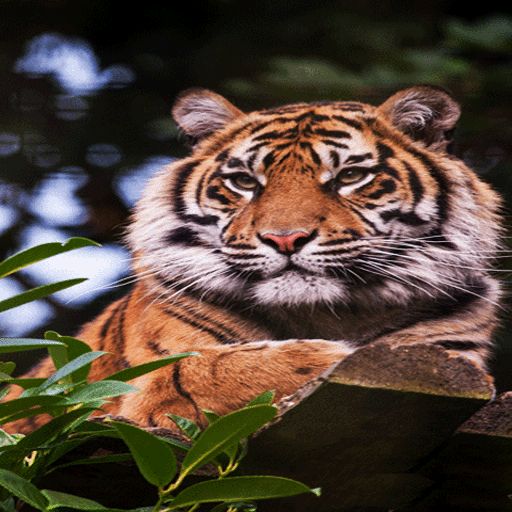Lion On Wood LWP icon