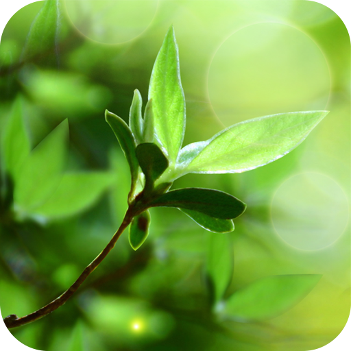 Spring Buds Live Wallpaper icon