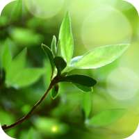 Spring Buds Live Wallpaper on 9Apps