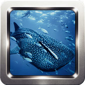 Whale Shark Wallpapers icon