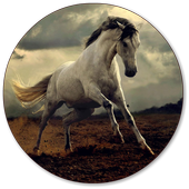 Horse Wallpapers icon