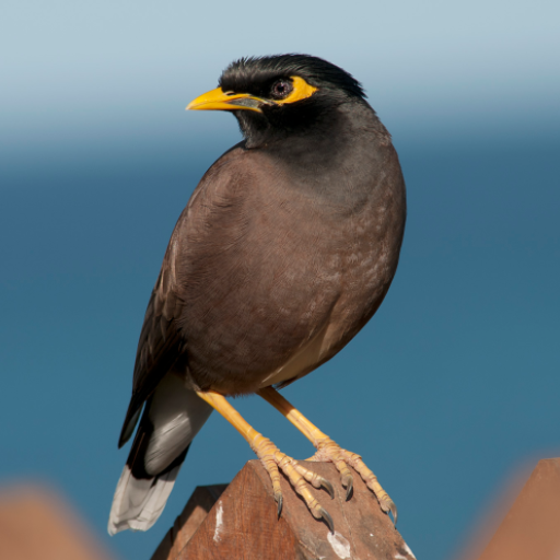 Myna Bird Sound Ringtones icon