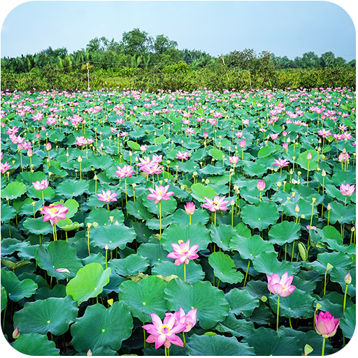 Lotus Wallpaper icon