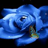 Blue Butterfly Rose LWP on 9Apps