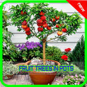 Best Fruit Trees In Pots icon