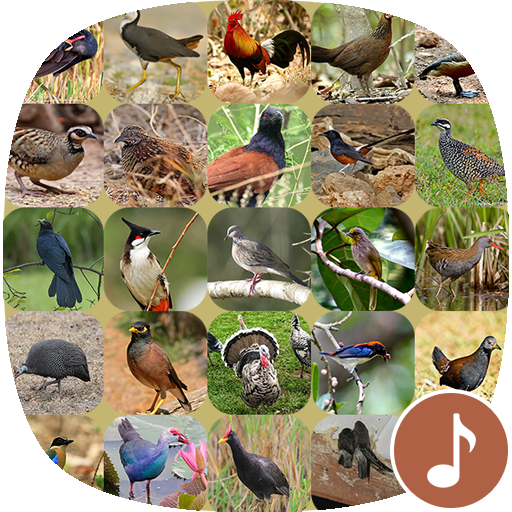 Appp.io - เสียงนกต่อ ไก่ต่อ icon