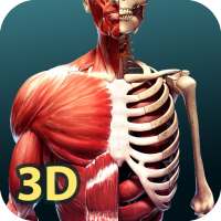Human Anatomy 3D
