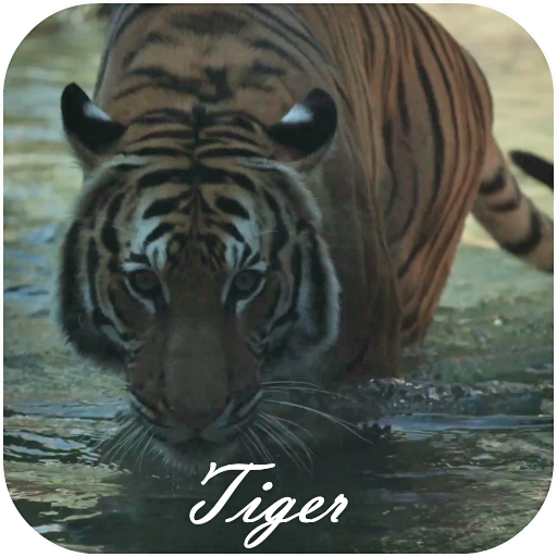 Tiger Video Live Wallpaper icon
