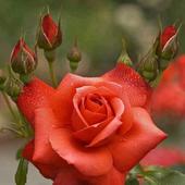 اجمل صور ورود أيقونة