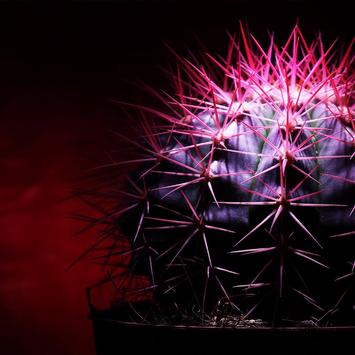 Cactus Live Wallpaper screenshot 1