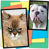 Cats Vs Dogs Action Memory icon