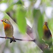 Don Leiothrix Wallpapers icon