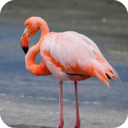 Flamingo wallpaper icon