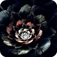 Black Rose Wallpaper on 9Apps