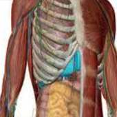 Guide For Human Anatomy Atlas on 9Apps