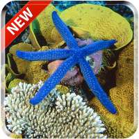 Starfish 3D Free Live Wallpaper on 9Apps