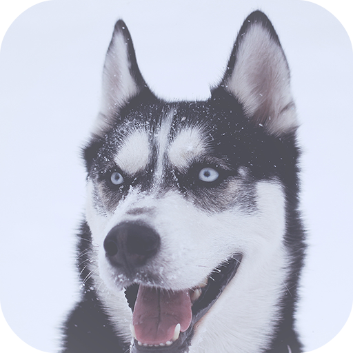 Dog Theme – AppLock icon