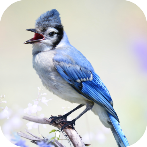 Blue Jay Sounds icon