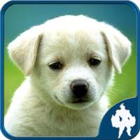 Puzzles de Animales Jigsaw