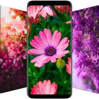 Flower Wallpapers in HD, 4K on 9Apps